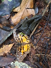 Euptera rufoides