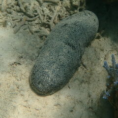 Holothuria whitmaei