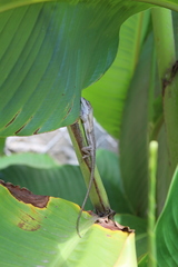 Anolis quercorum