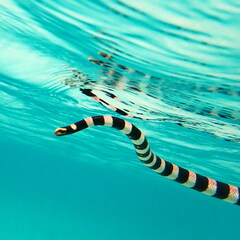 Laticauda saintgironsi