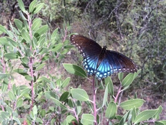 Limenitis arthemis arizonensis