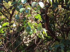 Clematis crassifolia
