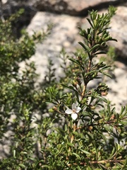 Cyanothamnus anemonifolius variabilis