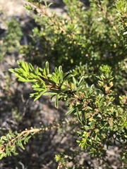 Cyanothamnus anemonifolius variabilis