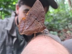 Charaxes protoclea
