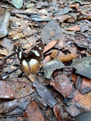 Aterica galene