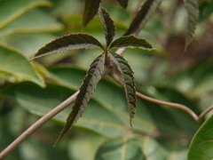 Cissus elongata