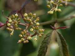 Cissus elongata