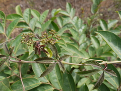 Cissus elongata