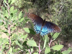 Limenitis arthemis arizonensis