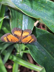 Junonia sophia