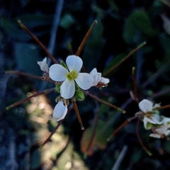 Diplotaxis erucoides