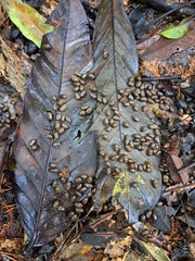 Cephalophorus weynsi