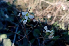 Diplotaxis erucoides