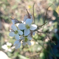 Diplotaxis erucoides