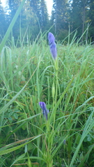 Gentianopsis barbata