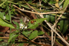 Henosepilachna vigintisexpunctata