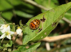 Henosepilachna vigintisexpunctata
