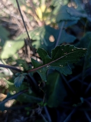 Diplotaxis erucoides
