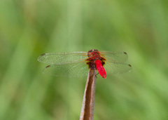 Aethriamanta circumsignata