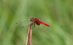 Aethriamanta circumsignata