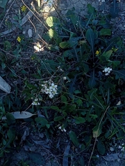 Diplotaxis erucoides