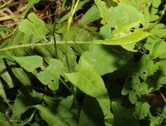 Muehlenbeckia gracillima