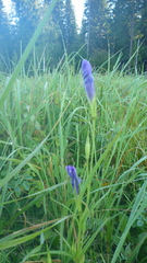 Gentianopsis barbata