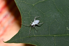 Phytocoris tiliae