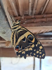 Papilio demodocus demodocus
