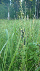 Artemisia tanacetifolia