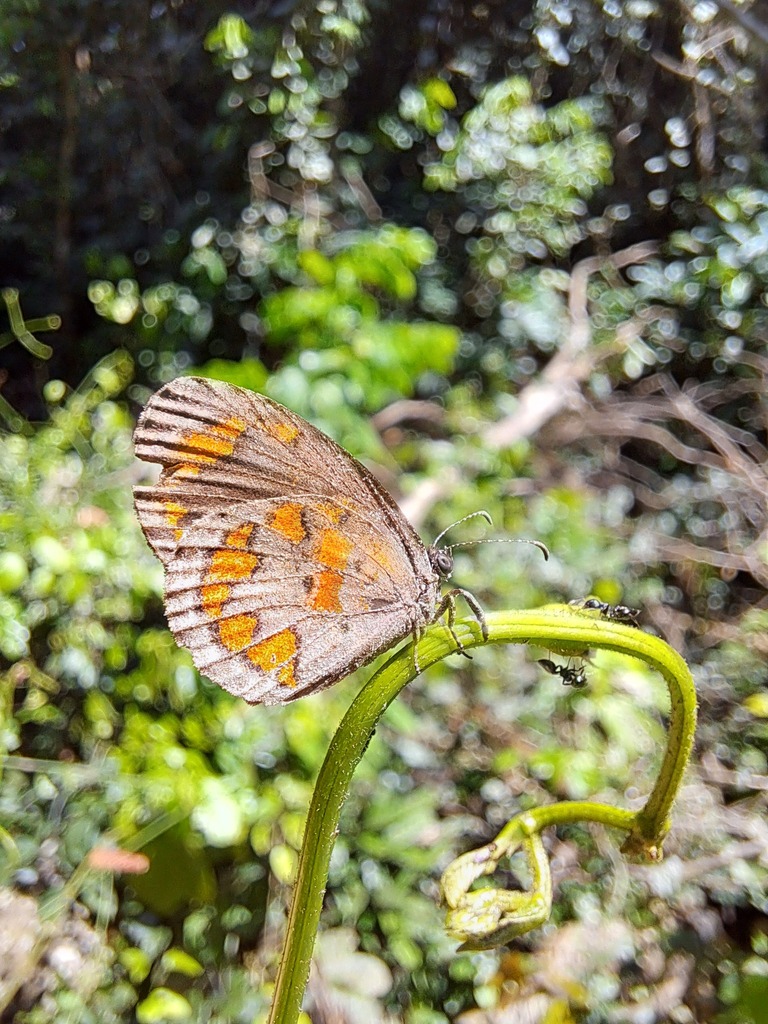 Mimeresia moreelsi