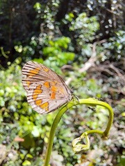 Mimeresia moreelsi