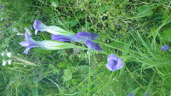 Gentianopsis barbata