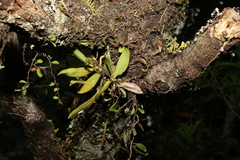 Sarcochilus falcatus