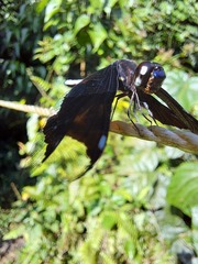 Palpopleura