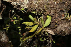 Sarcochilus falcatus