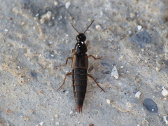 Raphirus