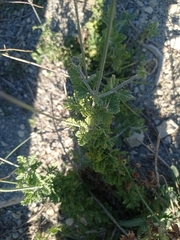 Lavandula multifida image