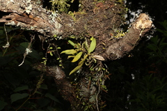 Sarcochilus falcatus