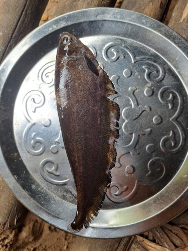 African knifefish (Xenomystus nigri) — Notopteridae — 3