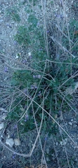 Lavandula multifida image