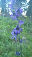 Delphinium crassifolium