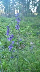 Delphinium crassifolium
