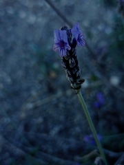 Lavandula multifida image