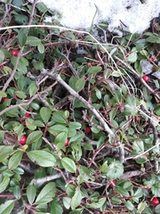 Cotoneaster dammeri