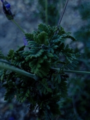 Lavandula multifida image