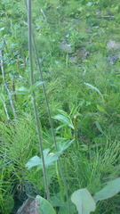 Delphinium crassifolium