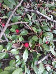 Cotoneaster dammeri