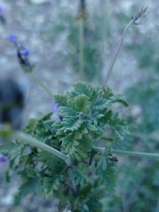 Lavandula multifida image